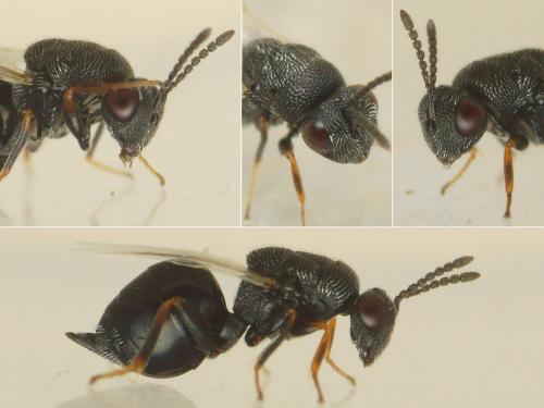Eurytoma sp.
